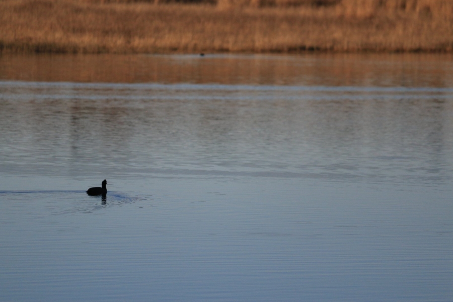 Commercial Property for Sale in Lekwena Wildlife Estate North West